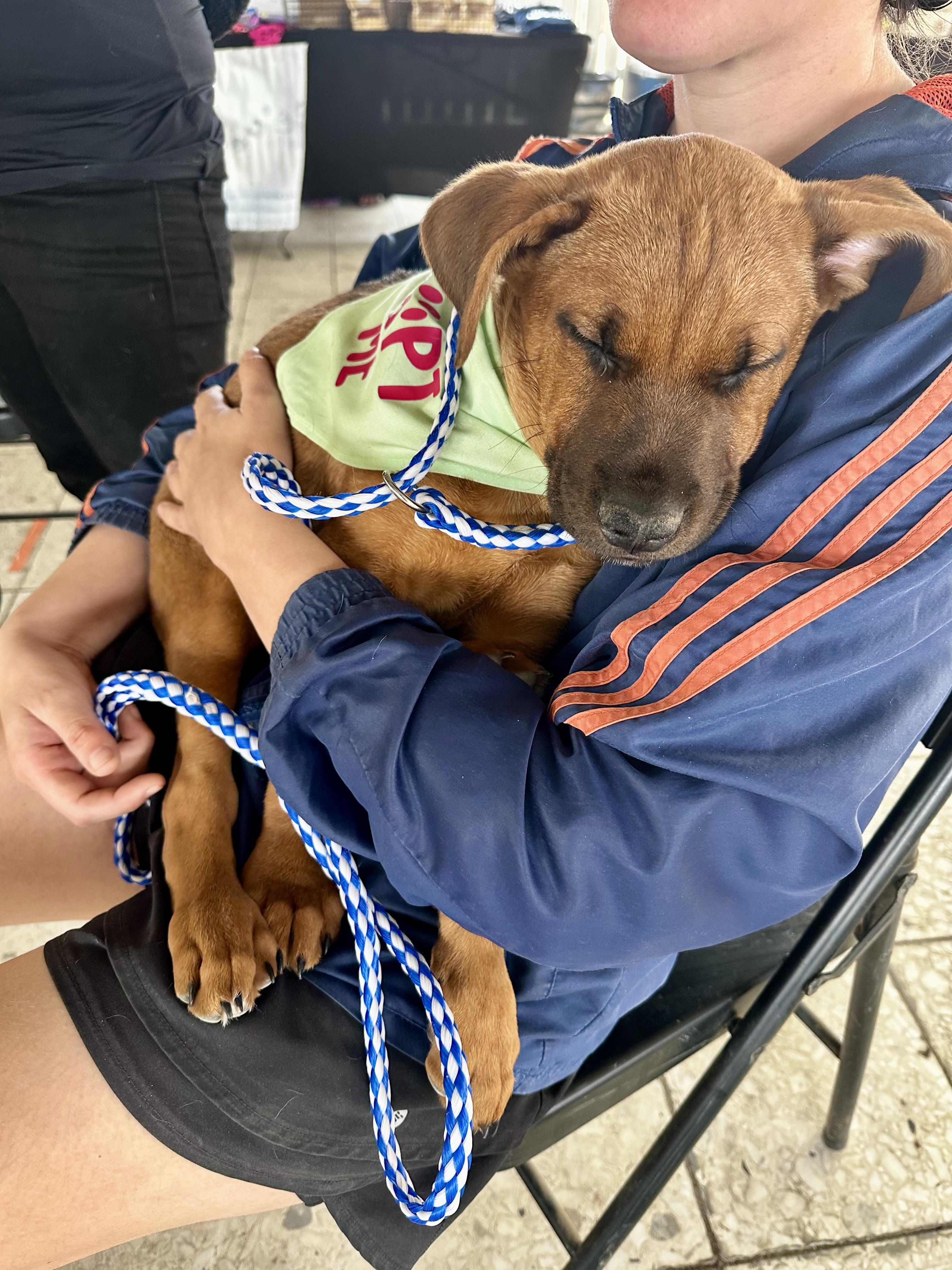 Enlarge Bug, an adopted mixed breed in Seguin, TX image 6/6