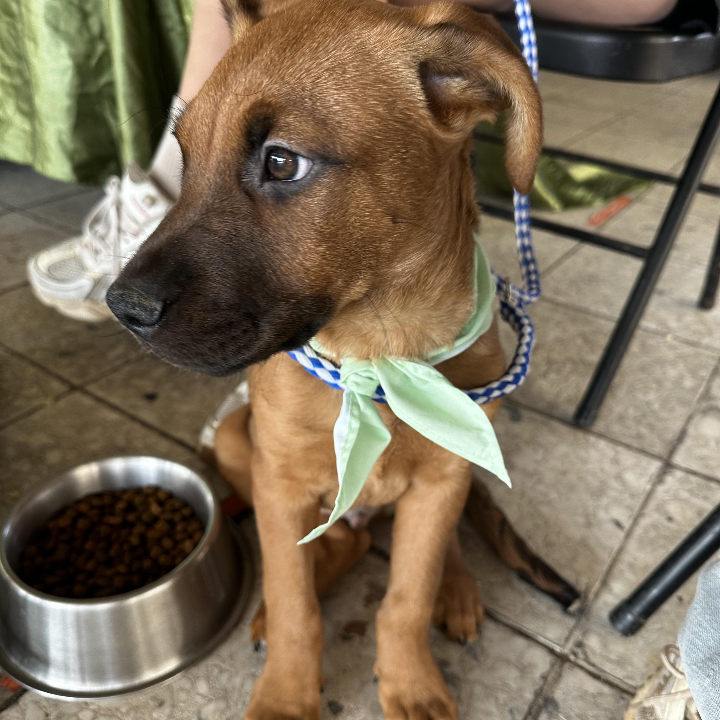 Enlarge Bug, an adopted mixed breed in Seguin, TX image 5/6