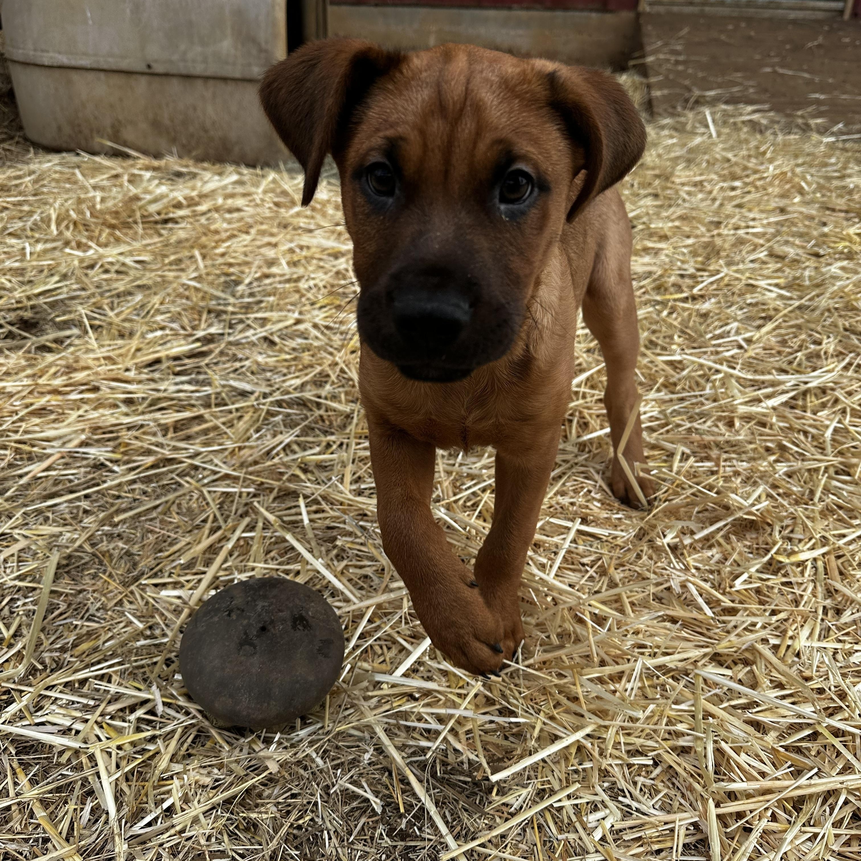 Enlarge Bug, an adopted mixed breed in Seguin, TX image 4/6