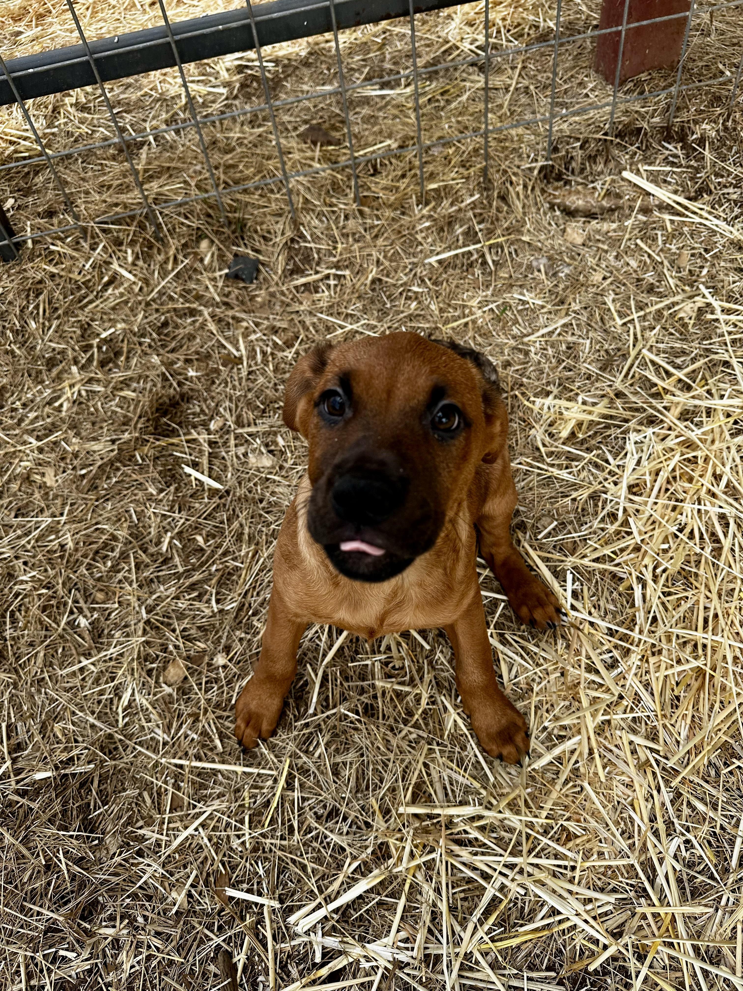Enlarge Bug, an adopted mixed breed in Seguin, TX image 3/6