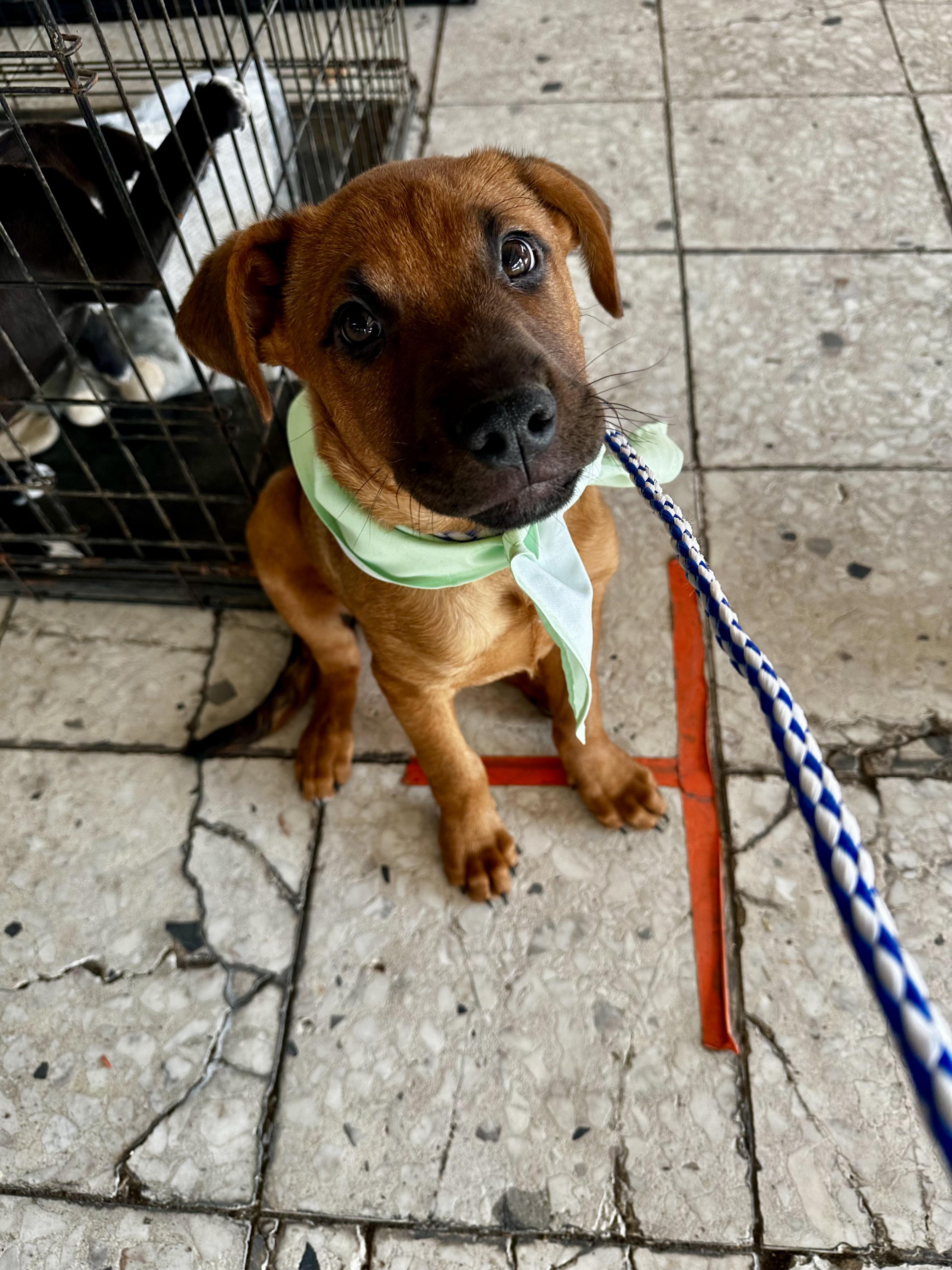 Bug, adopted, Young Male Rhodesian Ridgeback.