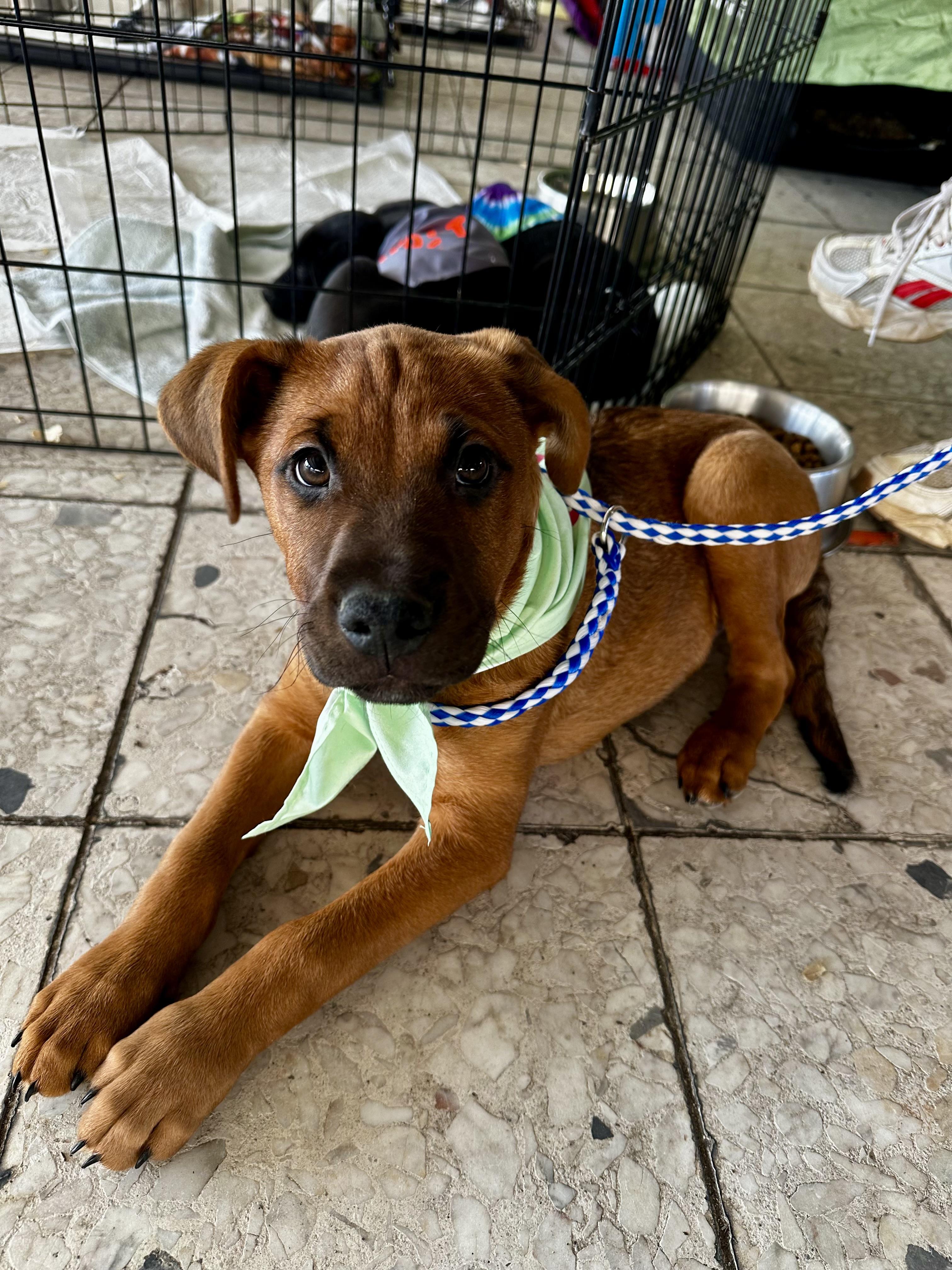 Enlarge Bug, an adopted mixed breed in Seguin, TX image 2/6