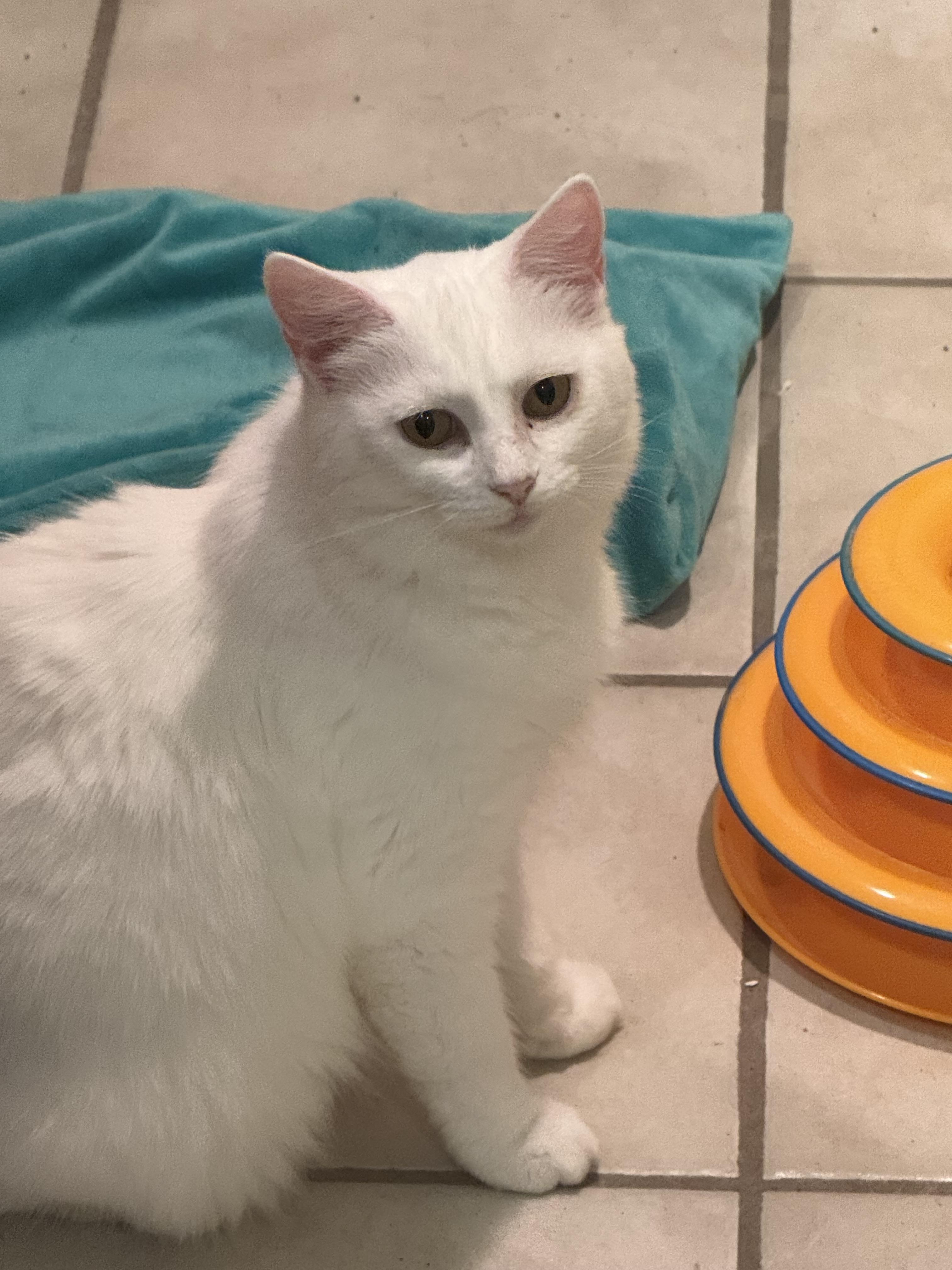 Bianca, Adoptable, Adult Female Domestic Medium Hair.