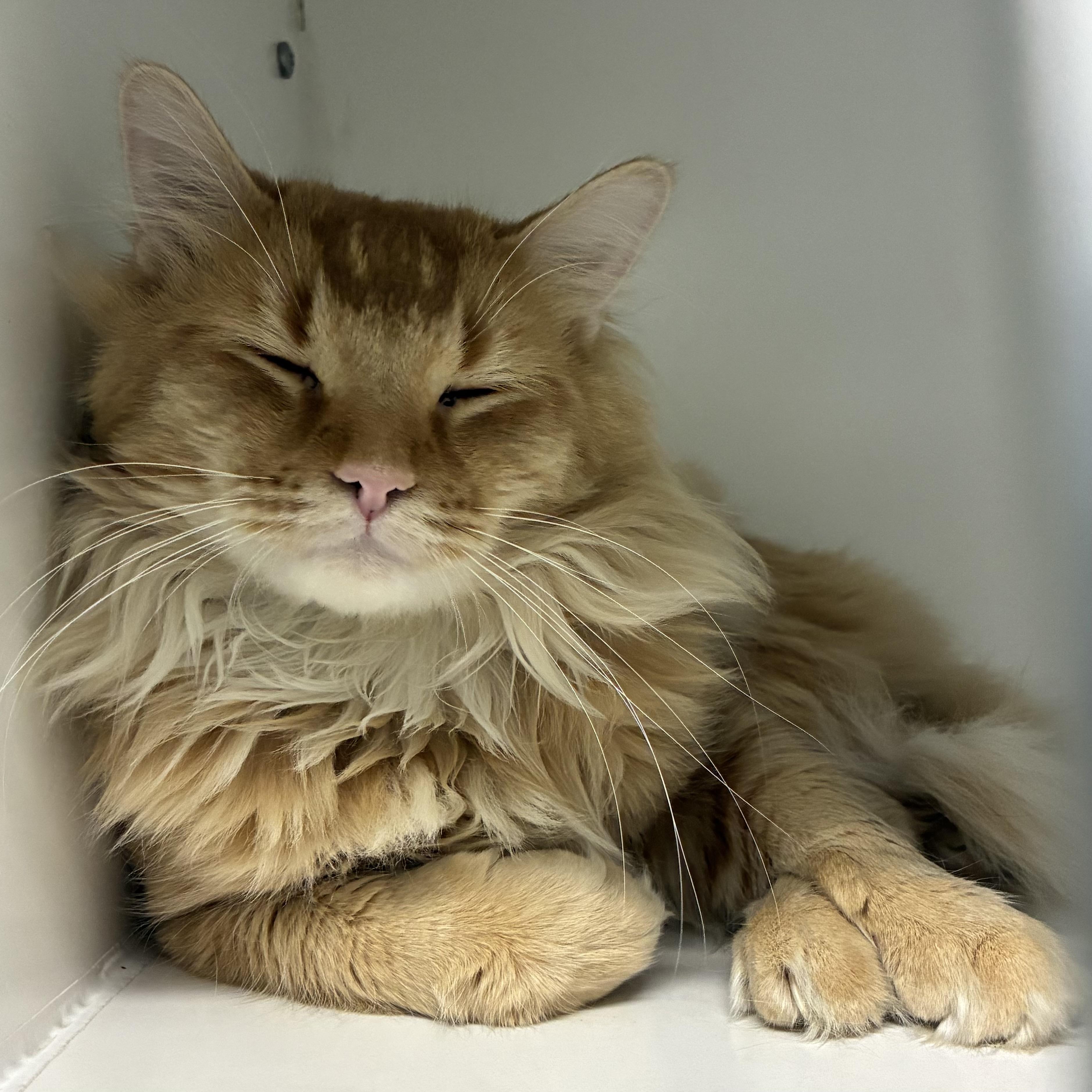 Simba, adopted, Adult Male Domestic Long Hair.