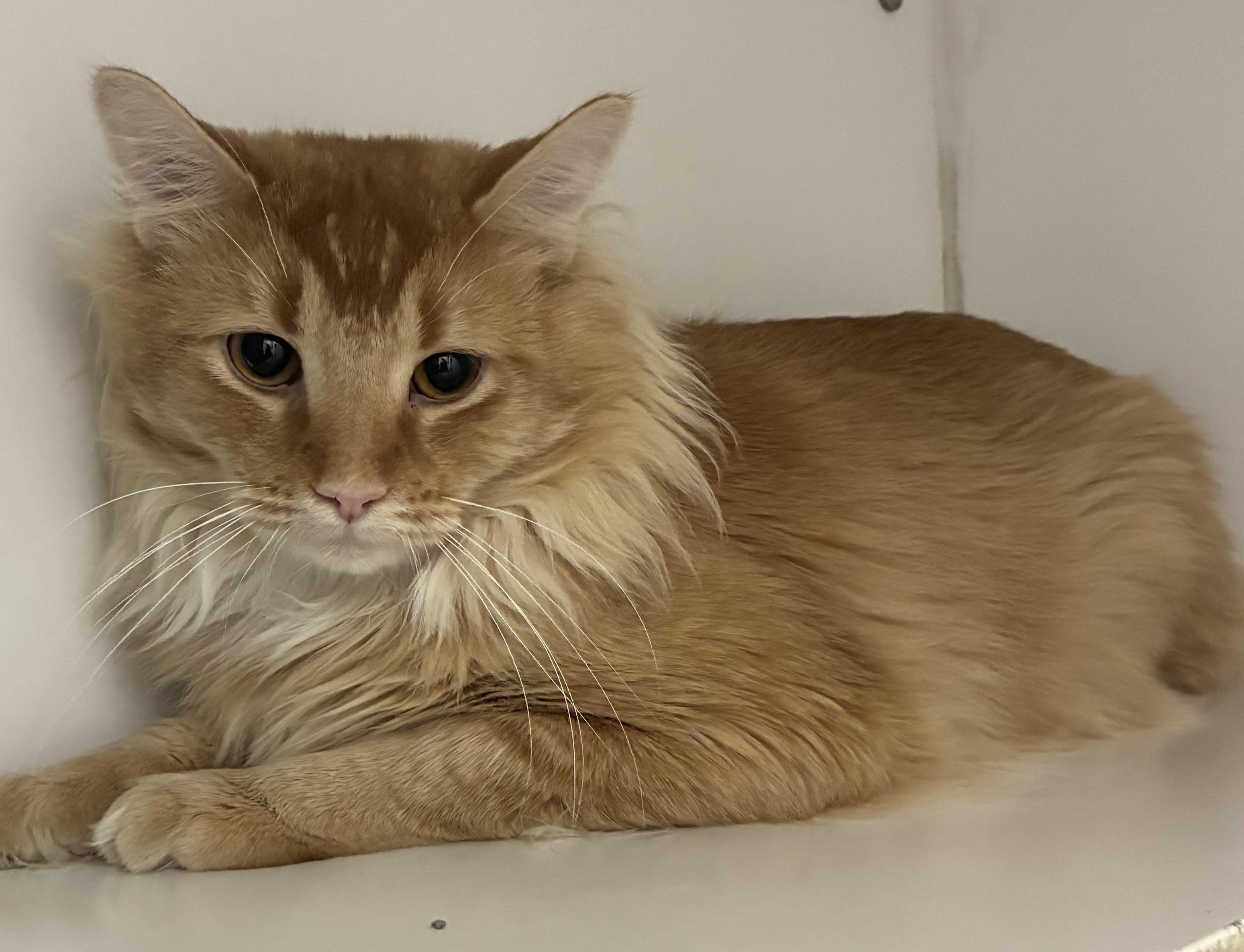 Enlarge Simba, an adopted Domestic Long Hair in Mansfield, CT image 2/2