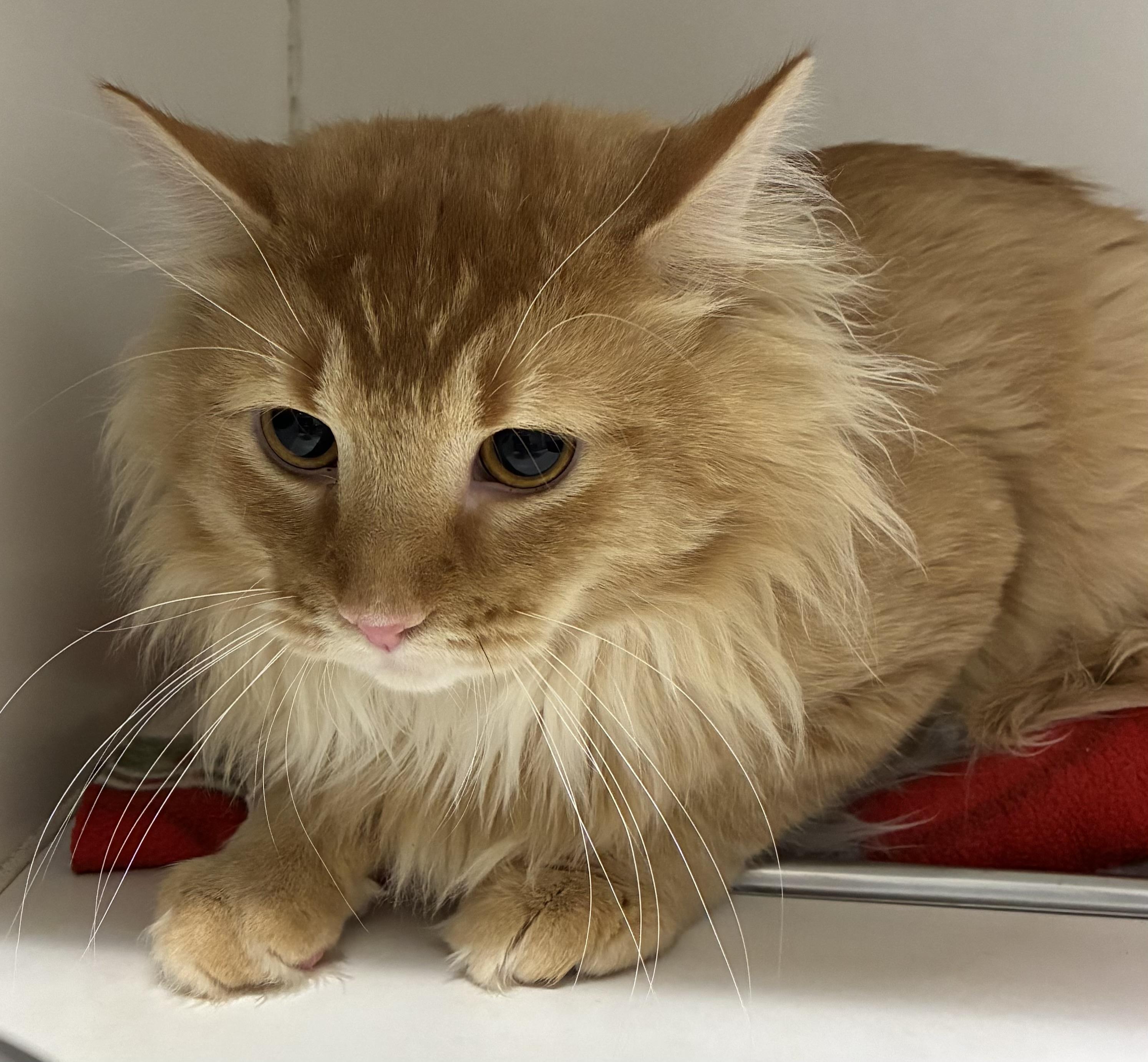 Enlarge FOUND C82, a ADOPTABLE Domestic Long Hair in Mansfield, CT image 1/1
