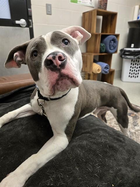 TWAIN, Adoptable, Young Male Boxer & Mixed Breed.