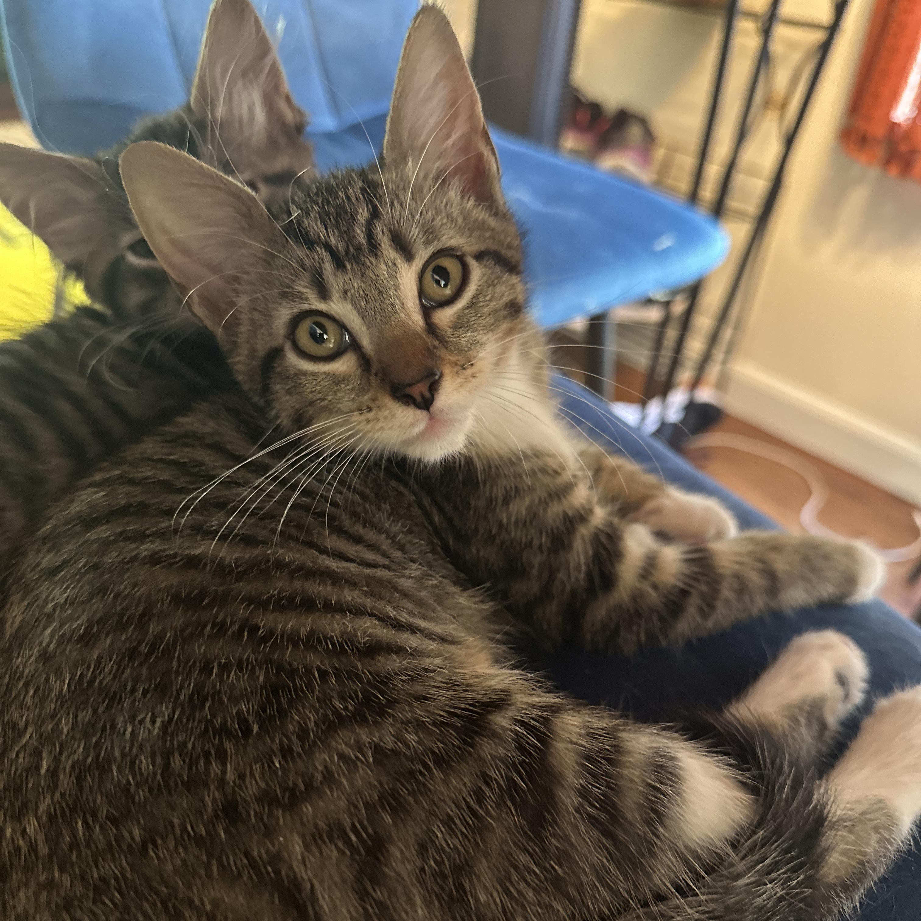 Beans, Adopted, Kitten Male Domestic Short Hair.