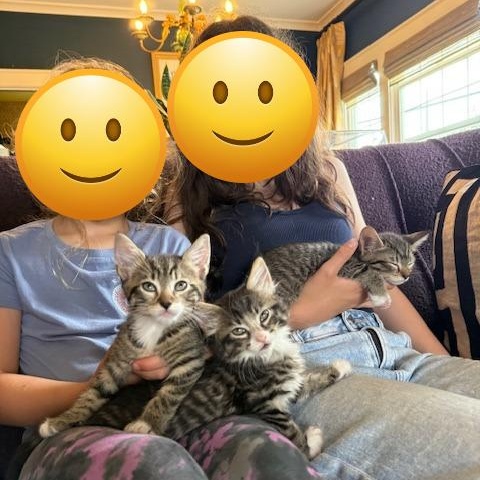 Beans, a Adopted Domestic Short Hair in Seattle, WA image 2/4