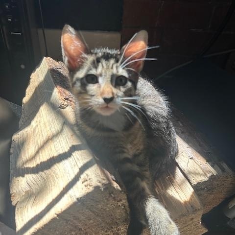 Beans, a Adopted Domestic Short Hair in Seattle, WA image 3/4