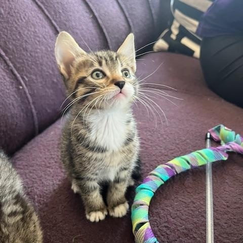 Beans, a Adopted Domestic Short Hair in Seattle, WA image 4/4
