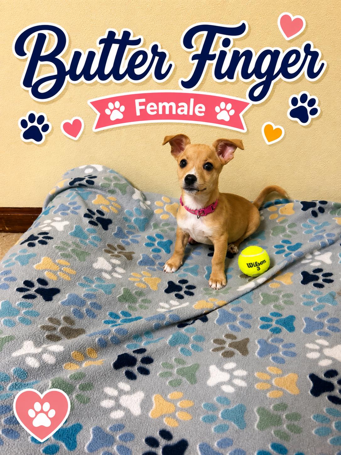 Enlarge Butterfinger, an adopted mixed breed in Douglas, MA image 4/4