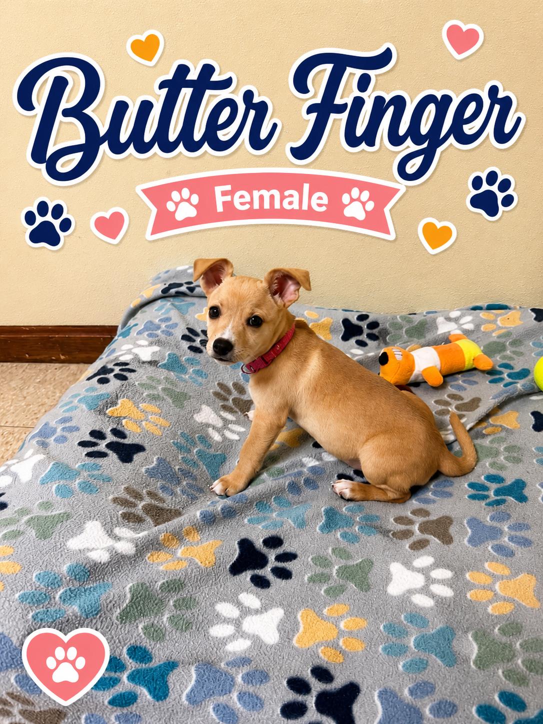 Enlarge Butterfinger, an adopted mixed breed in Douglas, MA image 2/4