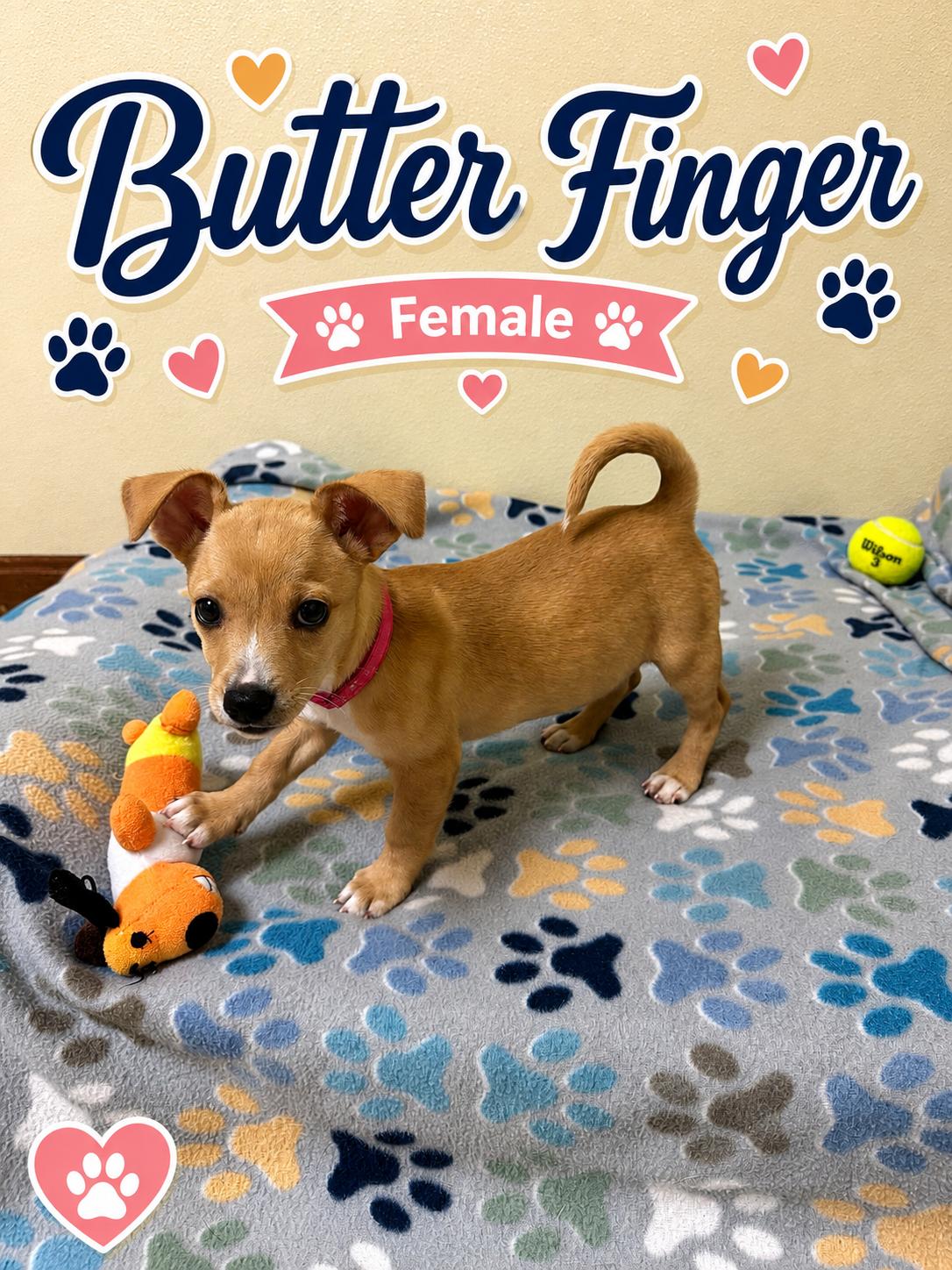Butterfinger, adopted, Puppy Female Chihuahua.