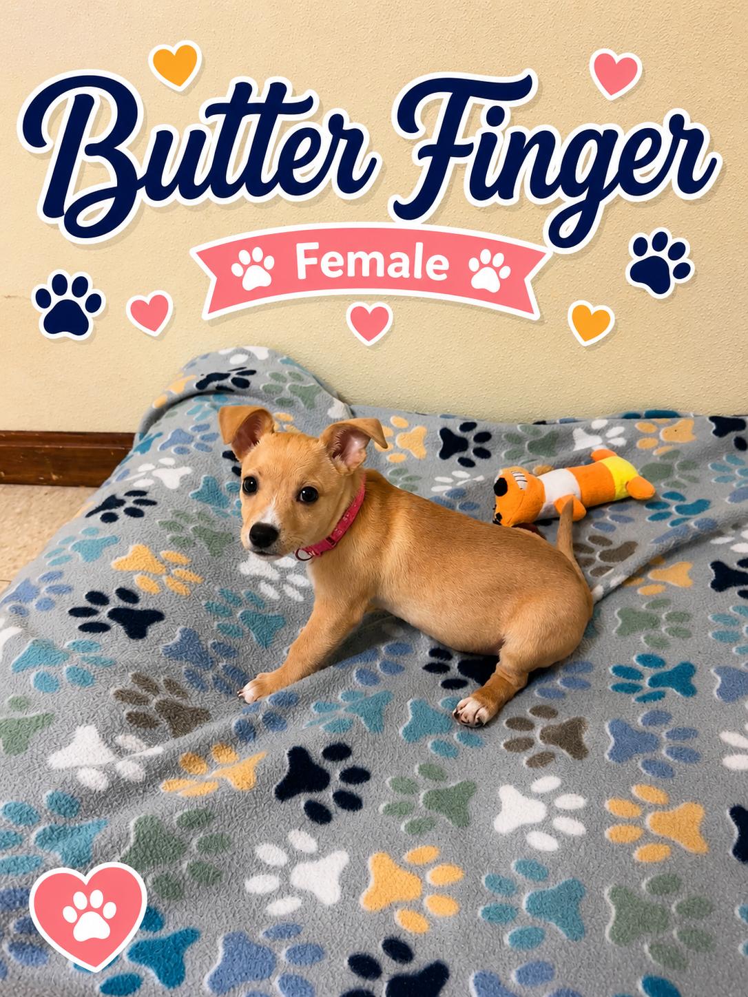 Enlarge Butterfinger, an adopted mixed breed in Douglas, MA image 3/4
