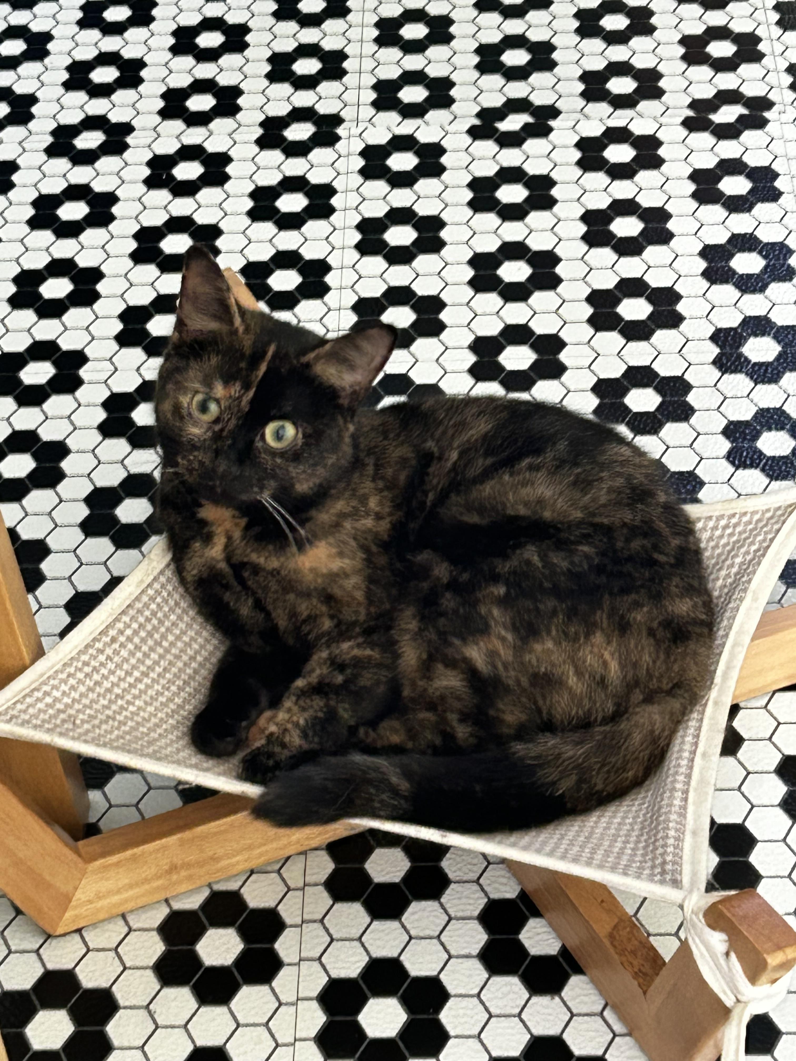 Lady Oreo, Adoptable, Adult Female Domestic Short Hair.