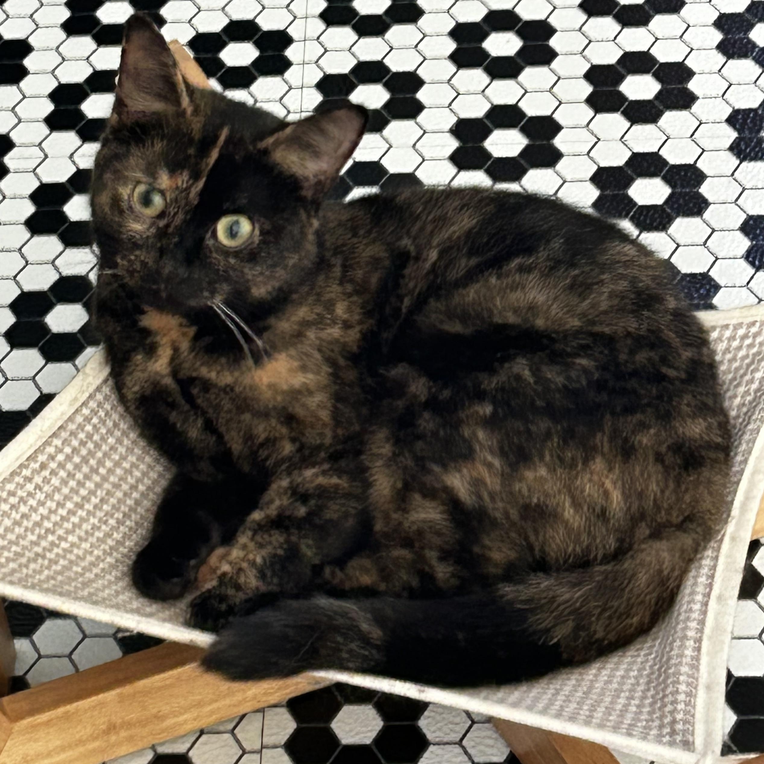 Enlarge Lady Oreo, a Adoptable Domestic Short Hair in Holly, MI image 1/4