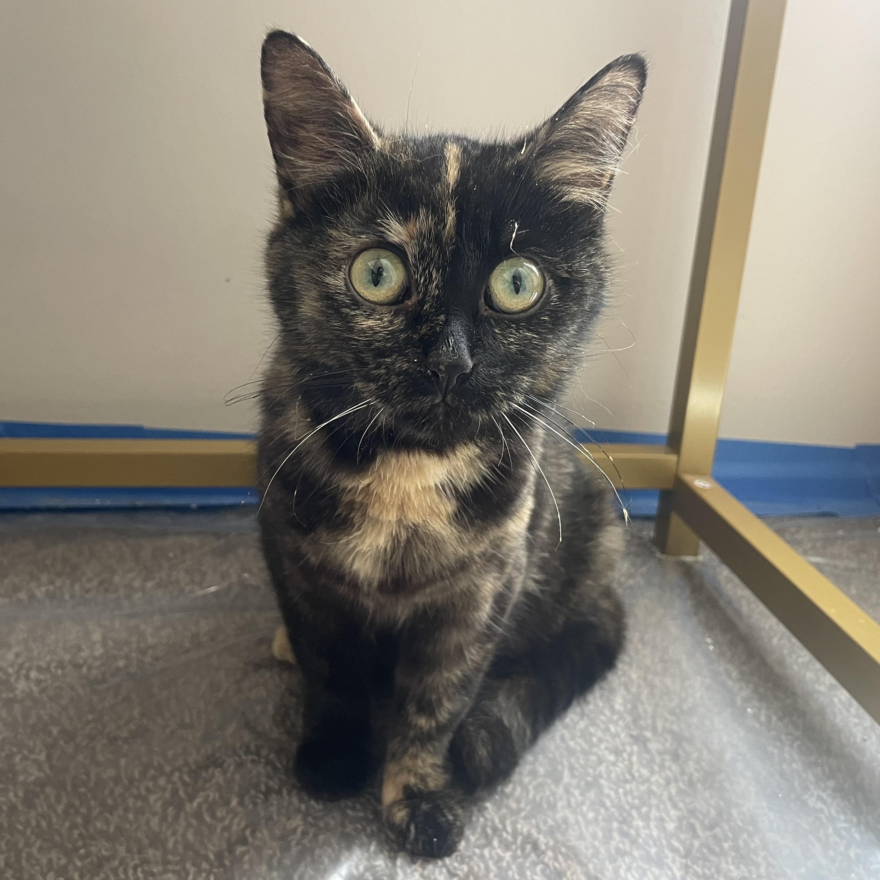 Enlarge Lady Oreo, a Adoptable Domestic Short Hair in Holly, MI image 2/4