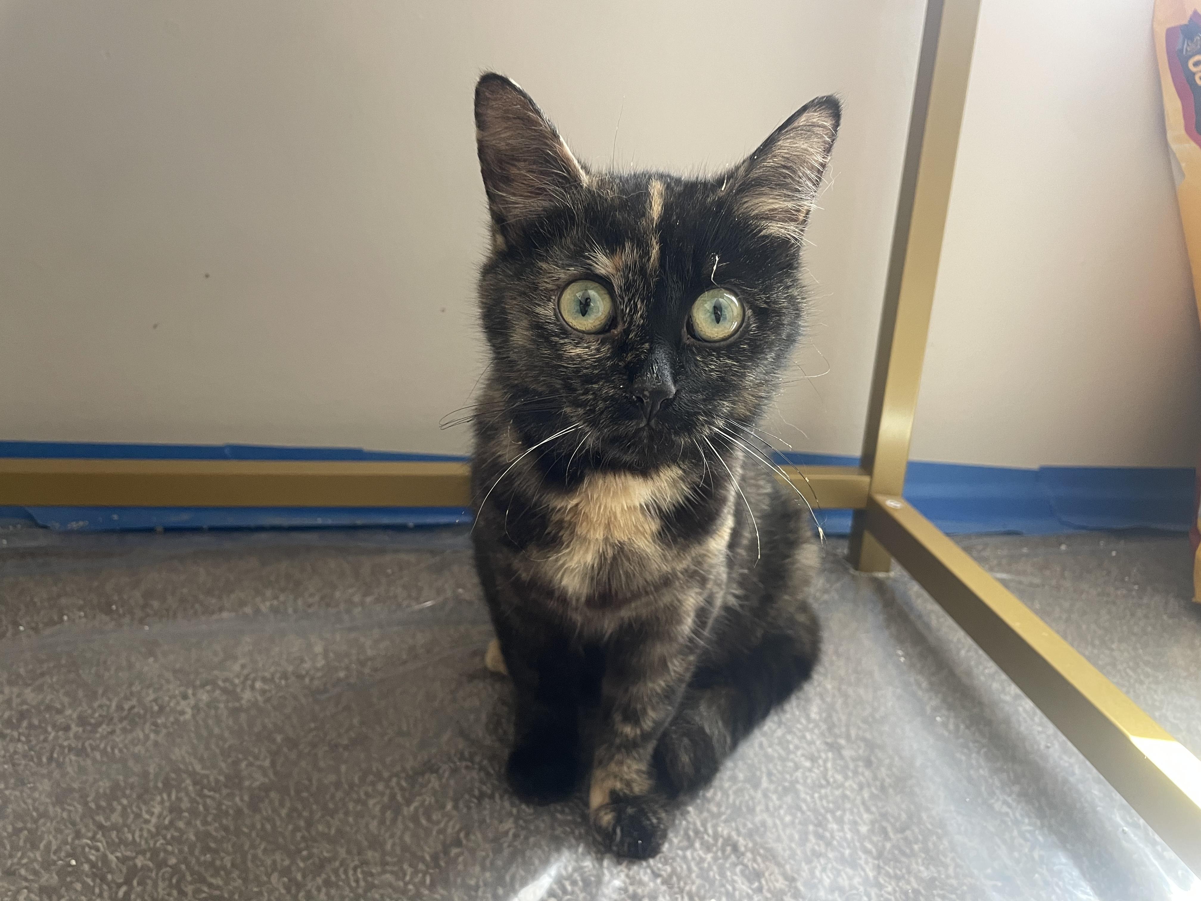 Enlarge Lady Oreo, a Adoptable Domestic Short Hair in Holly, MI image 2/4