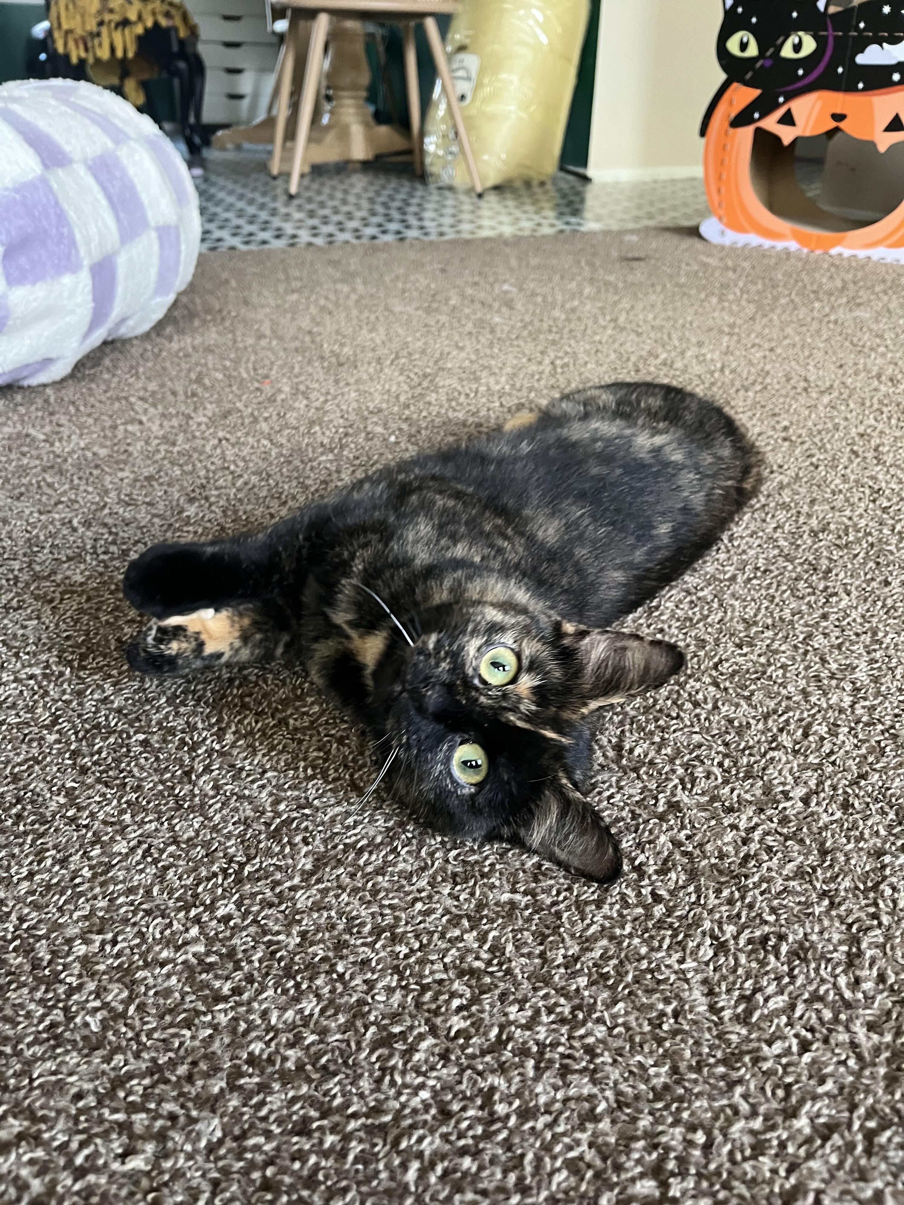 Enlarge Lady Oreo, a Adoptable Domestic Short Hair in Holly, MI image 3/4