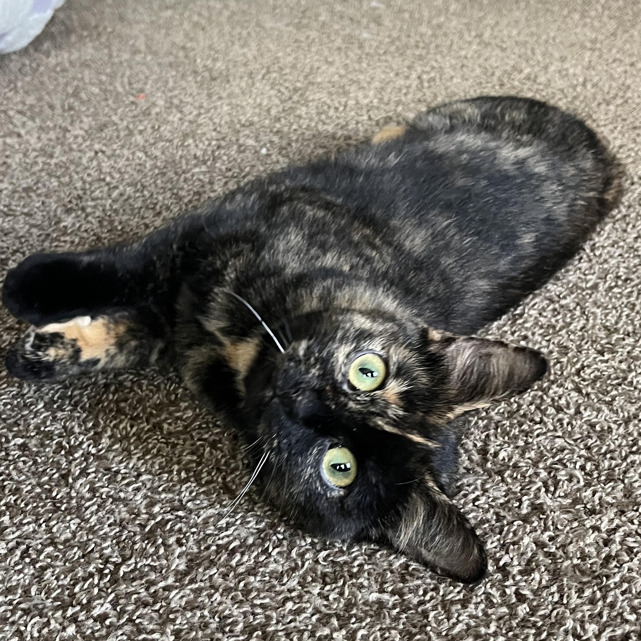 Enlarge Lady Oreo, a Adoptable Domestic Short Hair in Holly, MI image 3/4