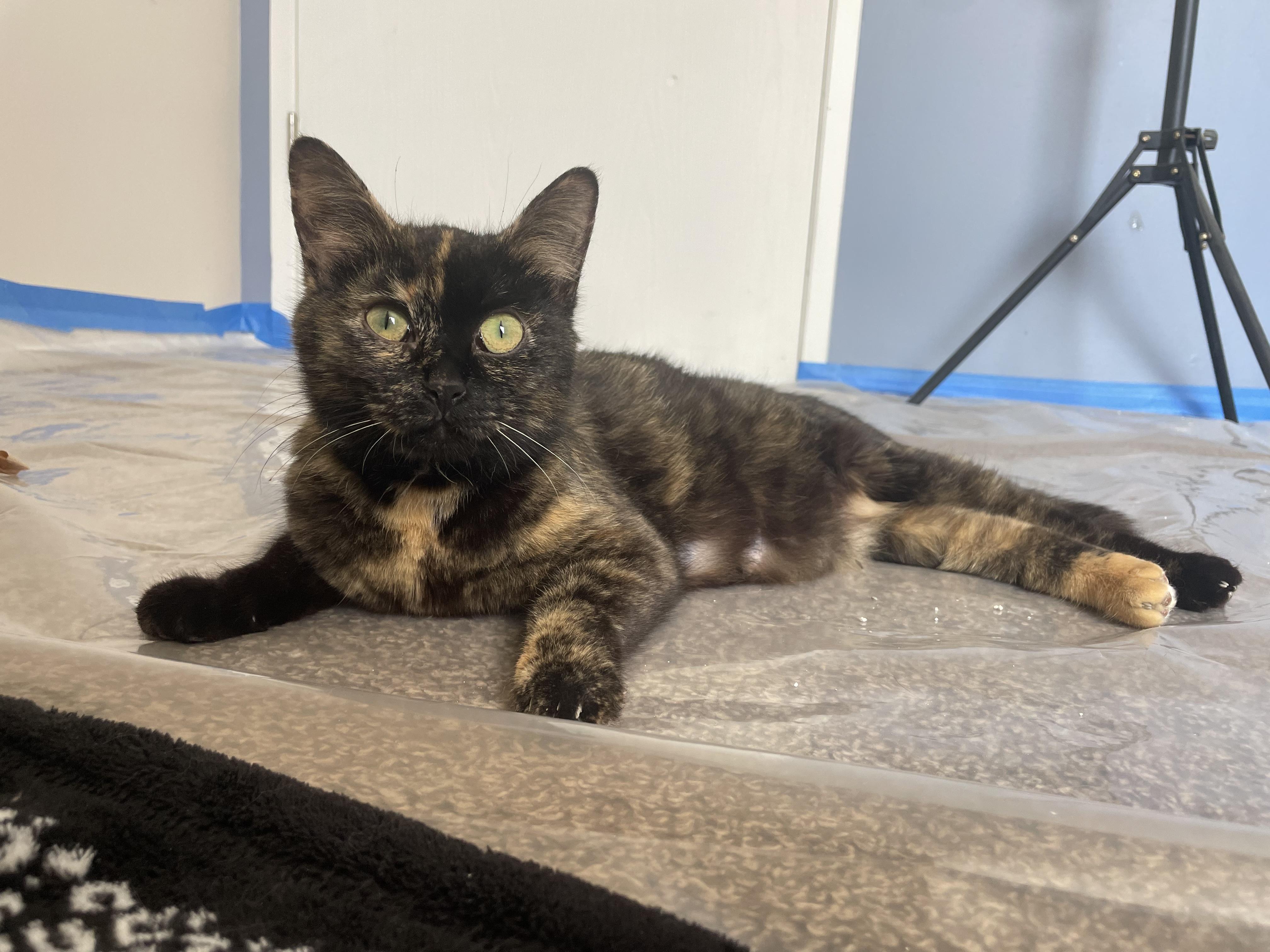 Enlarge Lady Oreo, a Adoptable Domestic Short Hair in Holly, MI image 4/4