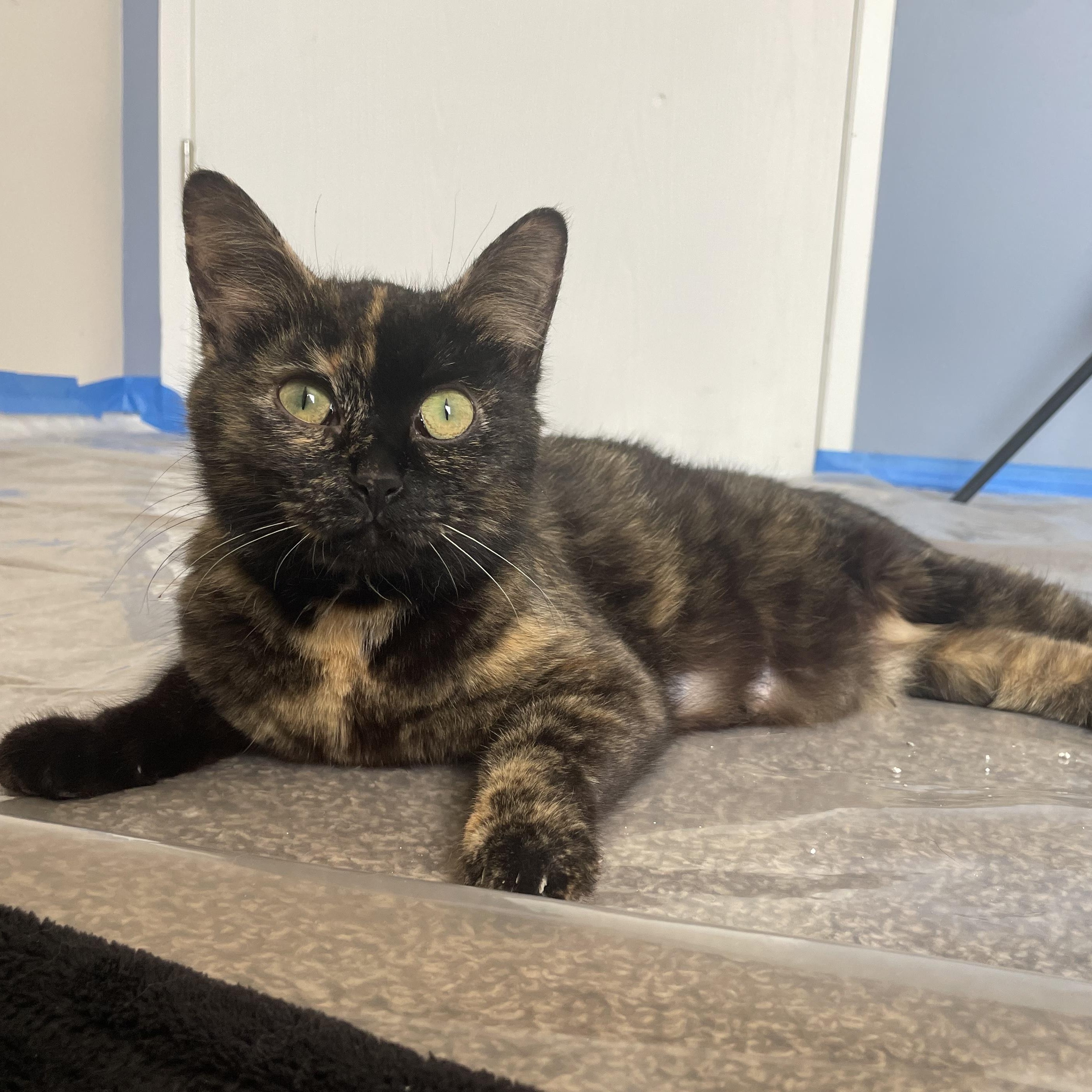 Enlarge Lady Oreo, a Adoptable Domestic Short Hair in Holly, MI image 4/4