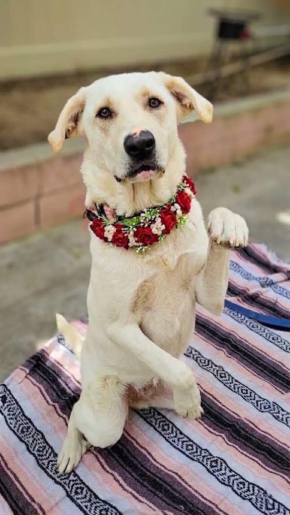 Enlarge Camellia, a ADOPTABLE mixed breed in Murrieta, CA image 6/6