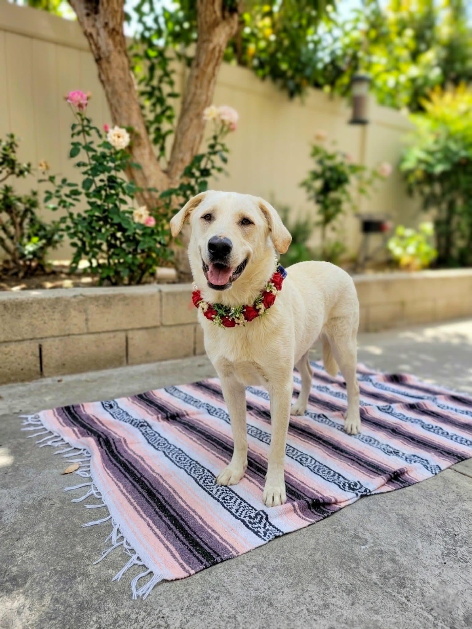 Enlarge Camellia, a ADOPTABLE mixed breed in Murrieta, CA image 3/6