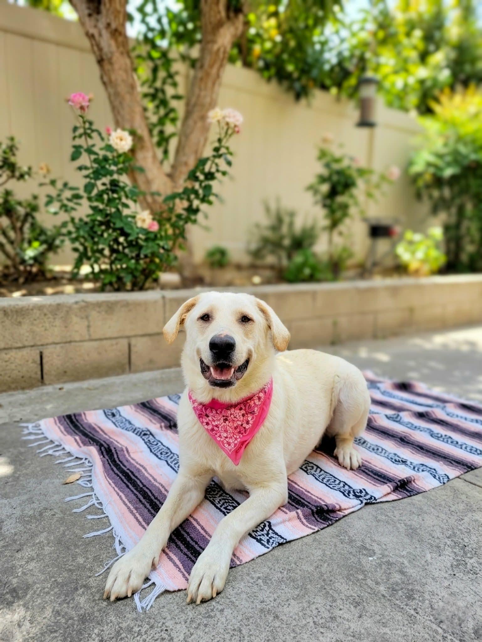 Enlarge Camellia, a ADOPTABLE mixed breed in Murrieta, CA image 1/6