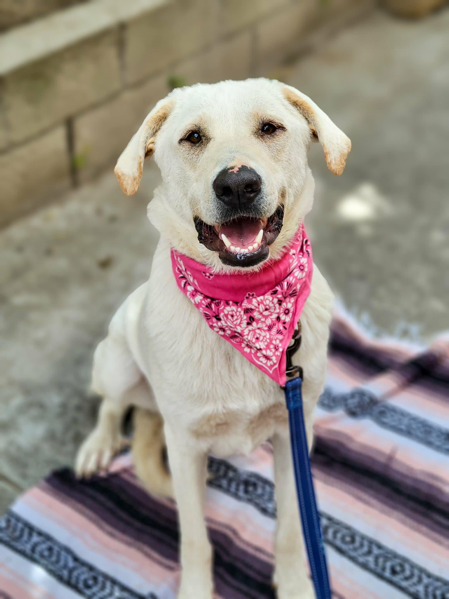 Enlarge Camellia, a ADOPTABLE mixed breed in Murrieta, CA image 2/6
