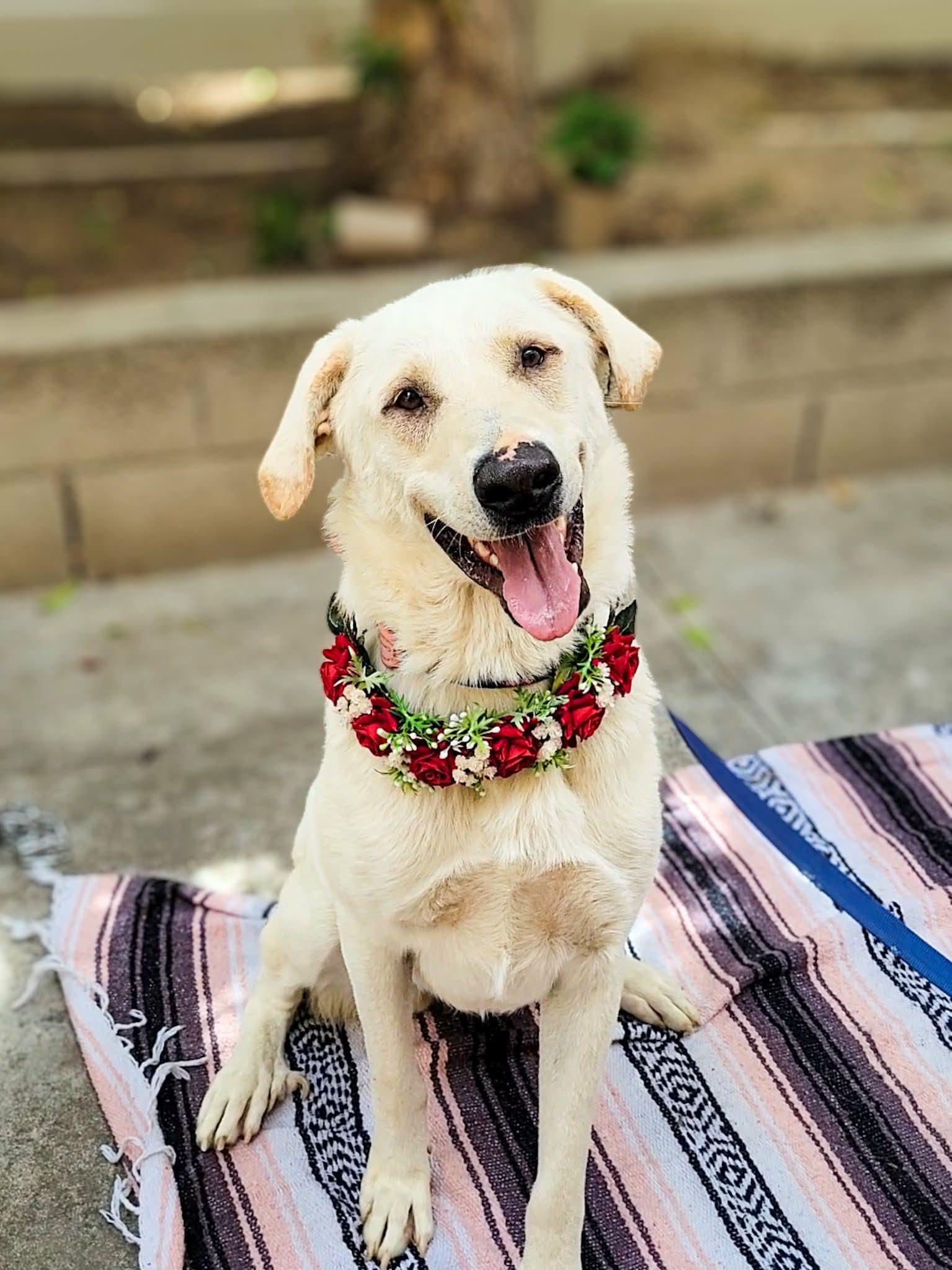 Enlarge Camellia, a ADOPTABLE mixed breed in Murrieta, CA image 4/6