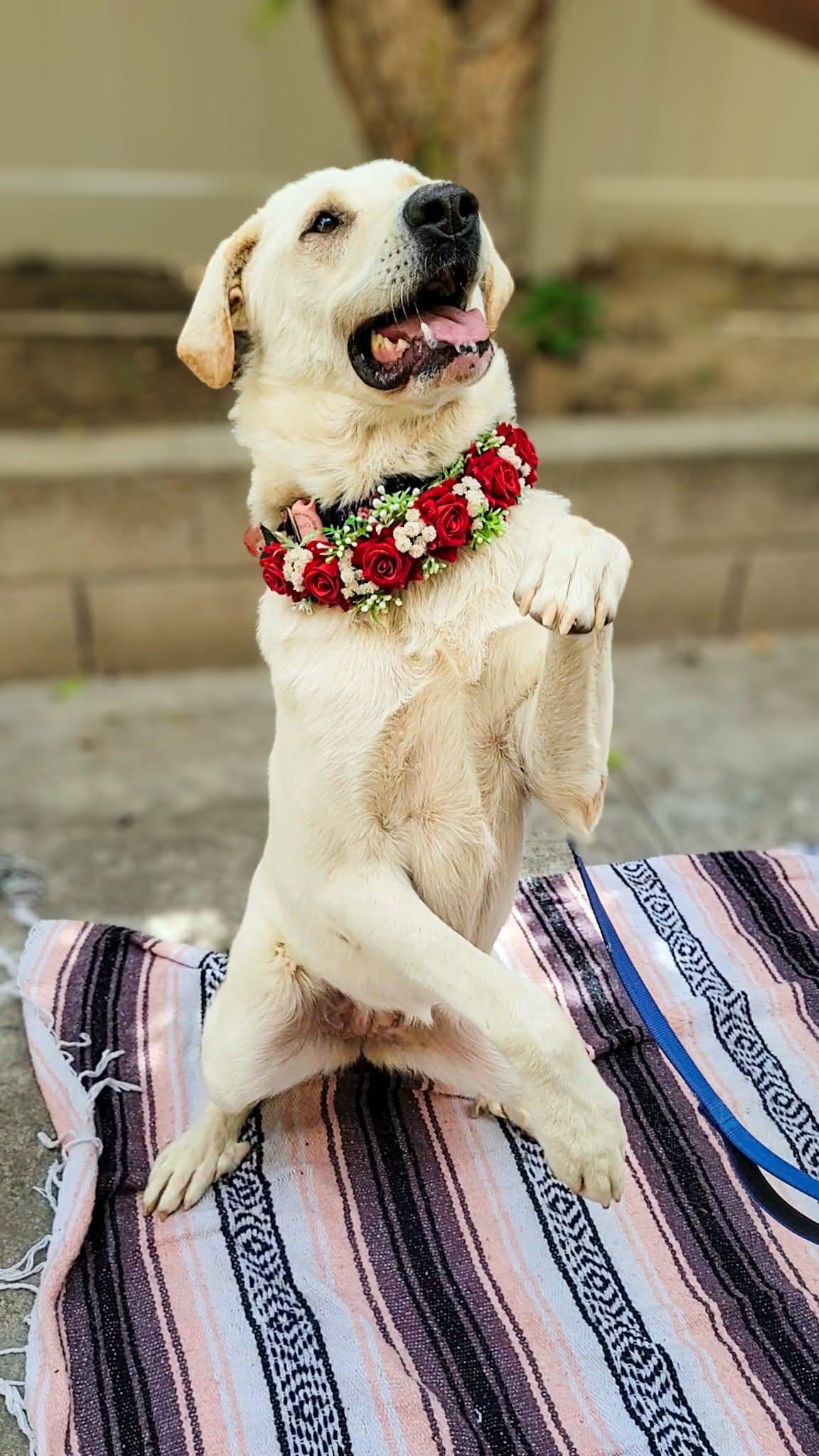Enlarge Camellia, a ADOPTABLE mixed breed in Murrieta, CA image 5/6