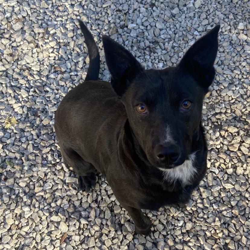 Pepper, a Adoptable Mixed Breed in Columbia, MO image 1/2