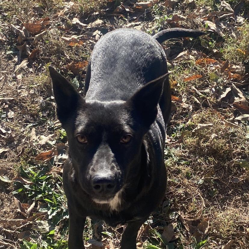 Pepper, a Adoptable Mixed Breed in Columbia, MO image 2/2