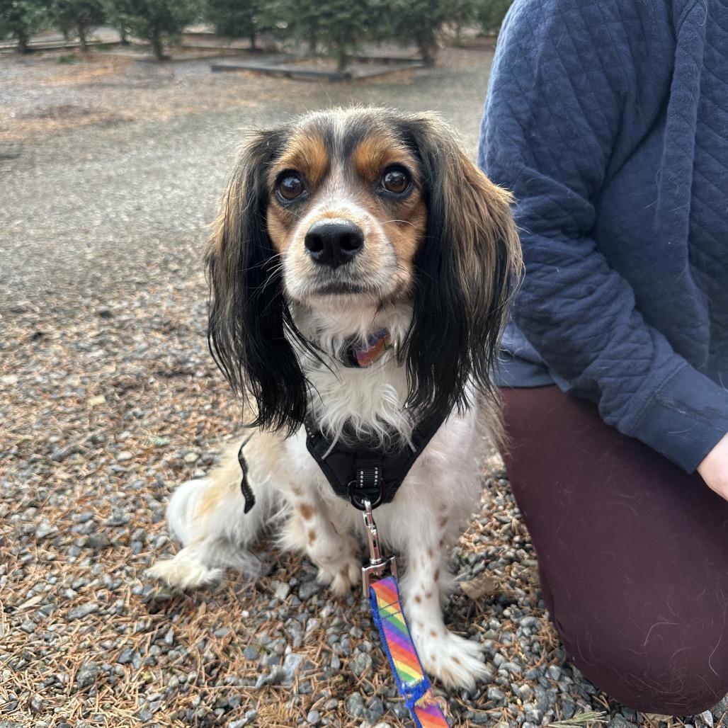 Brighton, Adoptable, Adult Male Cavalier King Charles Spaniel & Shetland Sheepdog / Sheltie.
