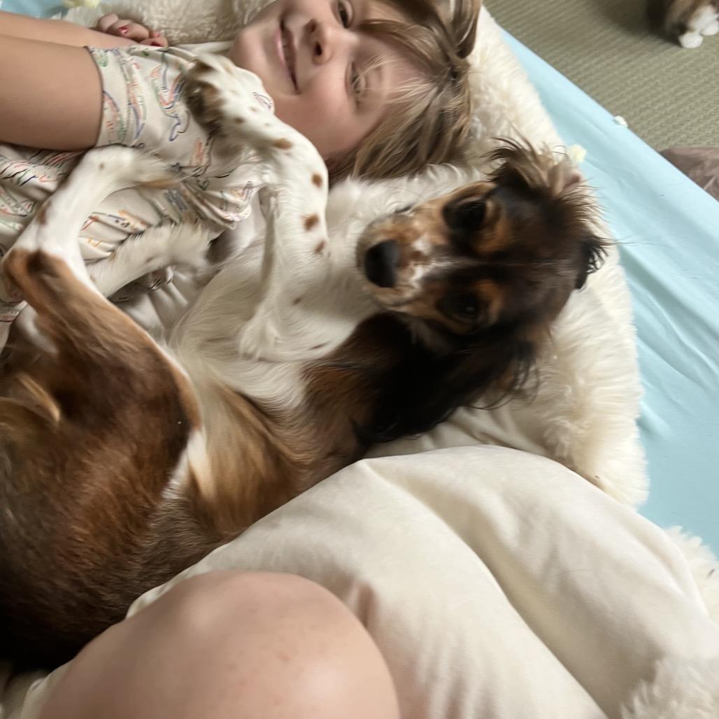 Brighton, a Adoptable mixed breed in West Chester, PA image 2/6