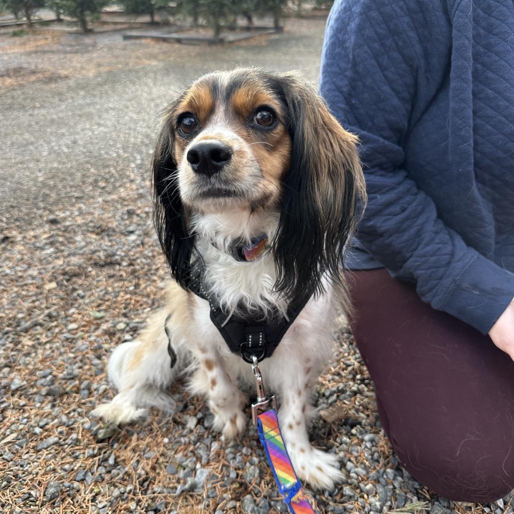 Brighton, a Adoptable mixed breed in West Chester, PA image 4/6