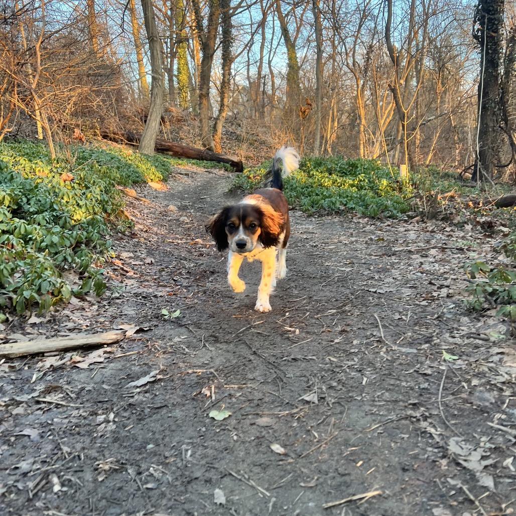 Brighton, a Adoptable mixed breed in West Chester, PA image 6/6