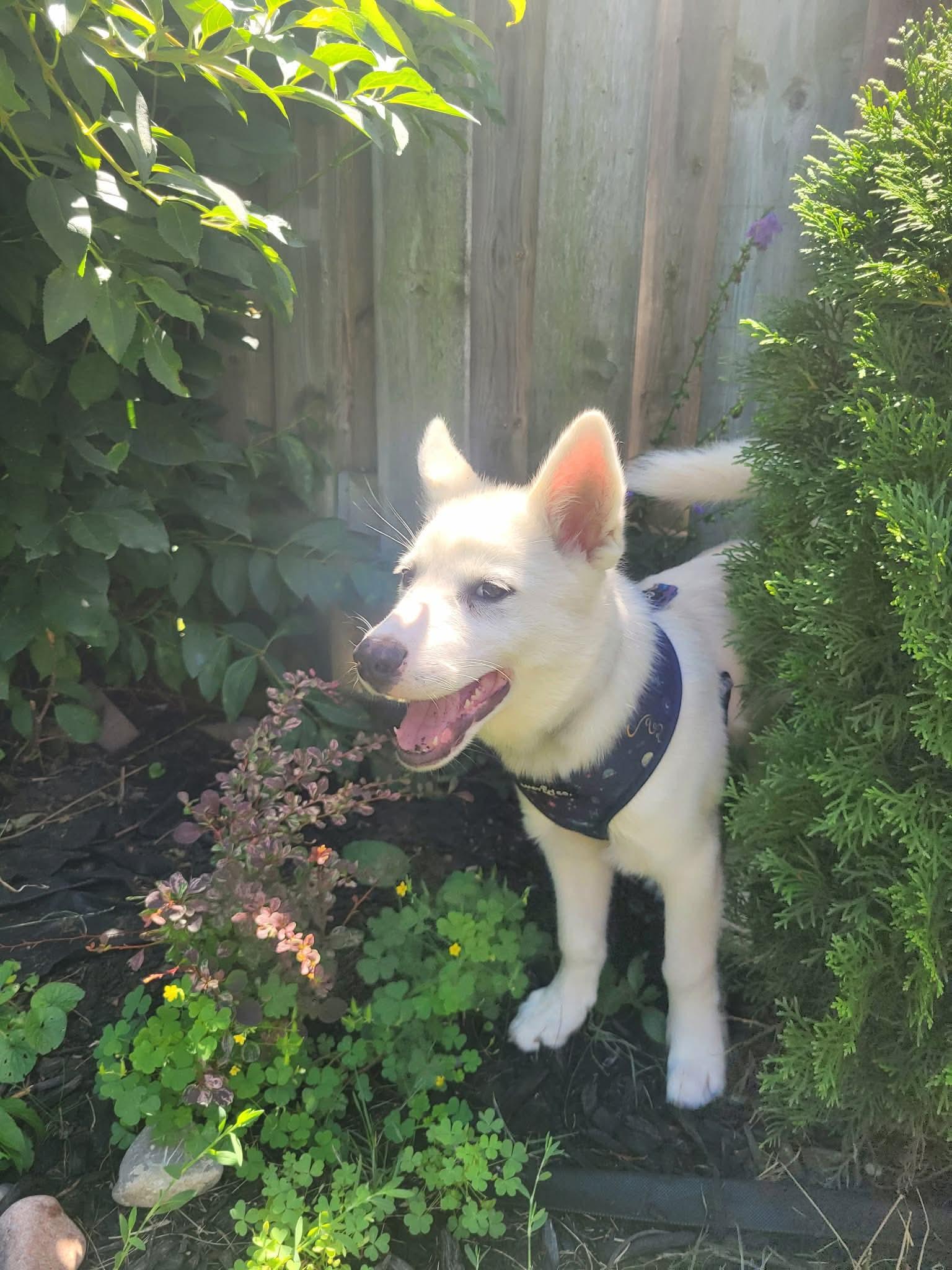 Enlarge Stewart, a ADOPTABLE mixed breed in Markham, ON image 4/6