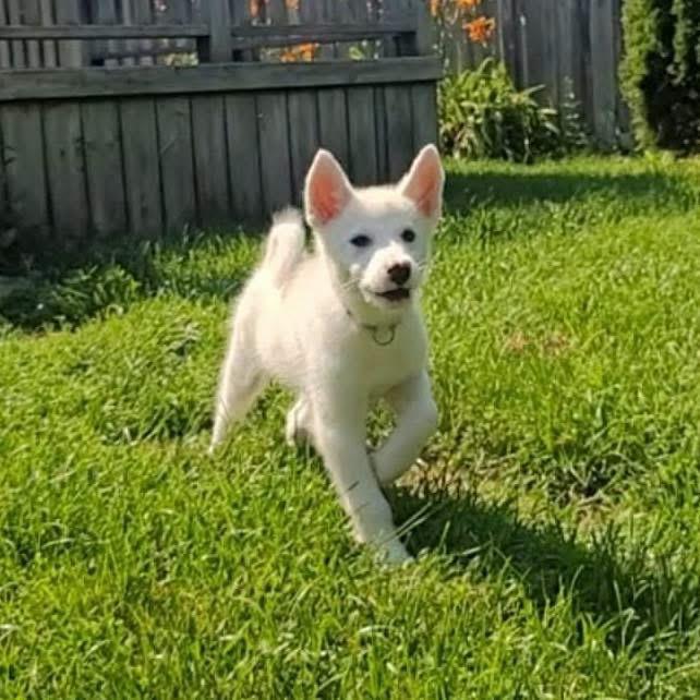Stewart, a ADOPTABLE mixed breed in Markham, ON image 1/4