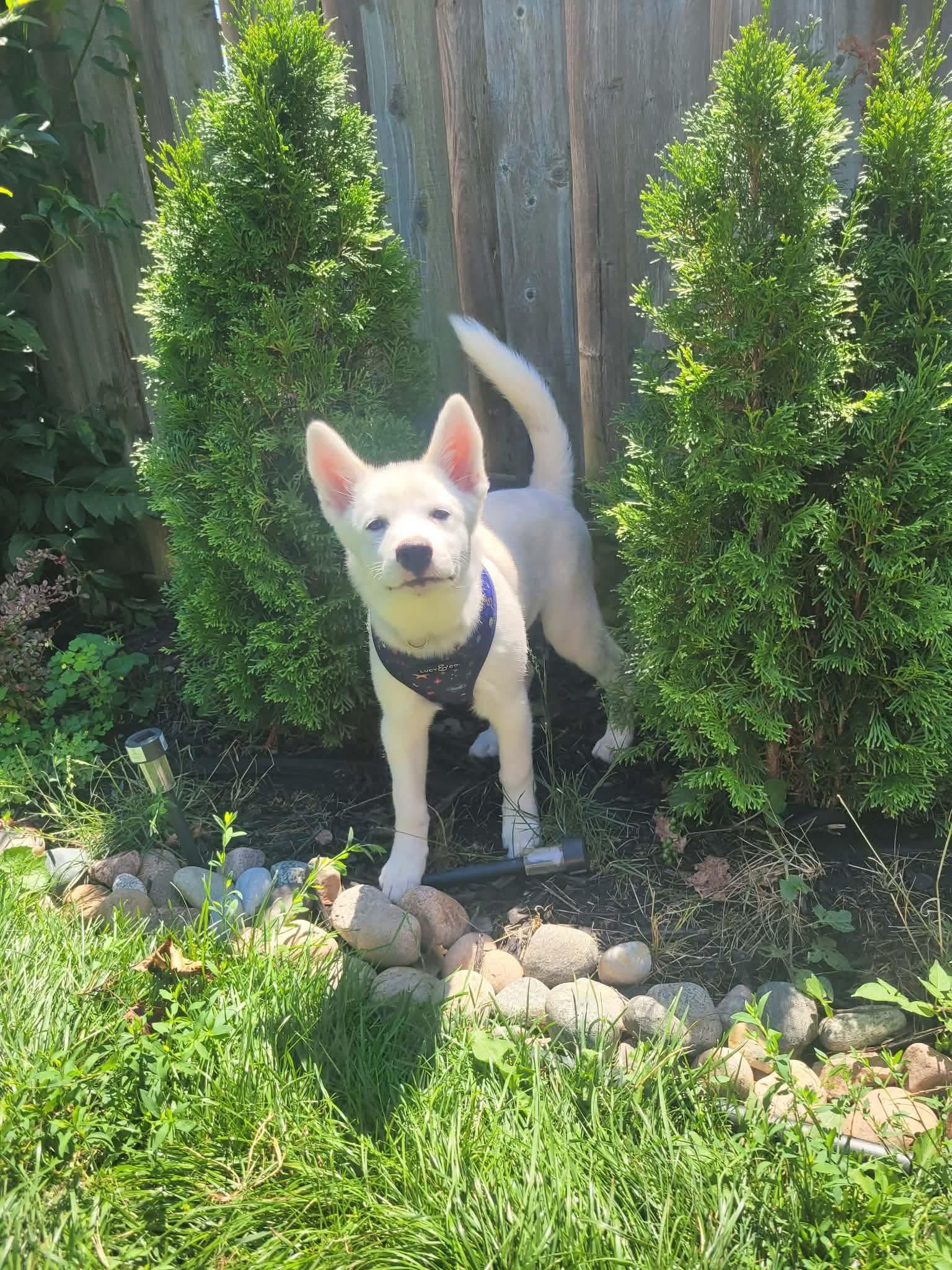 Enlarge Stewart, a ADOPTABLE mixed breed in Markham, ON image 6/6