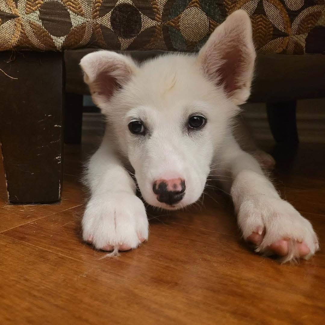 Stewart, a ADOPTABLE mixed breed in Markham, ON image 4/4