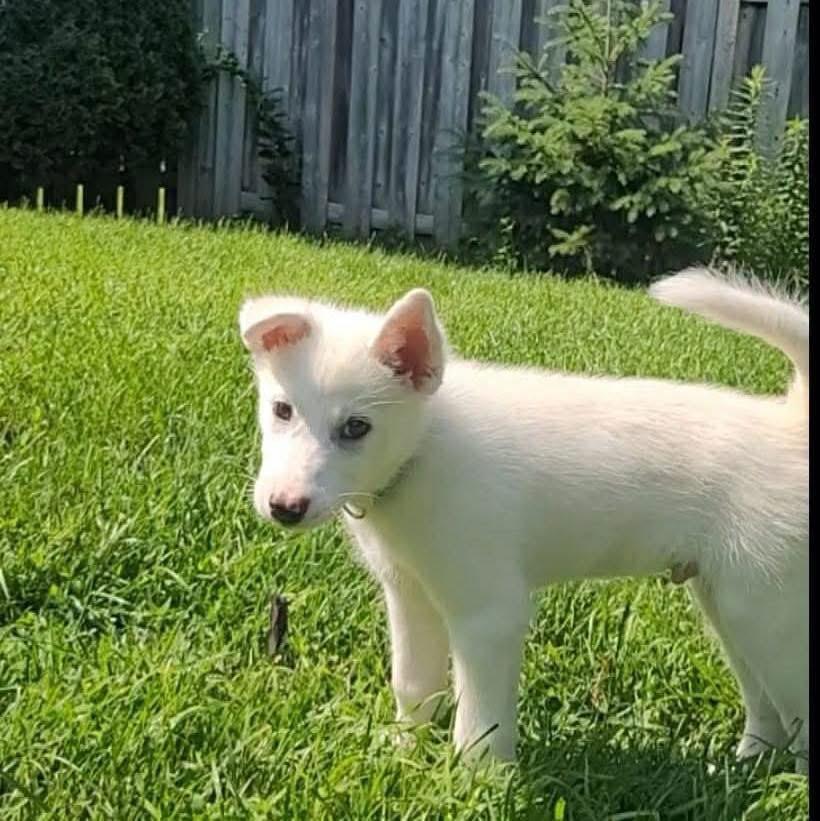Stewart, a ADOPTABLE mixed breed in Markham, ON image 2/4