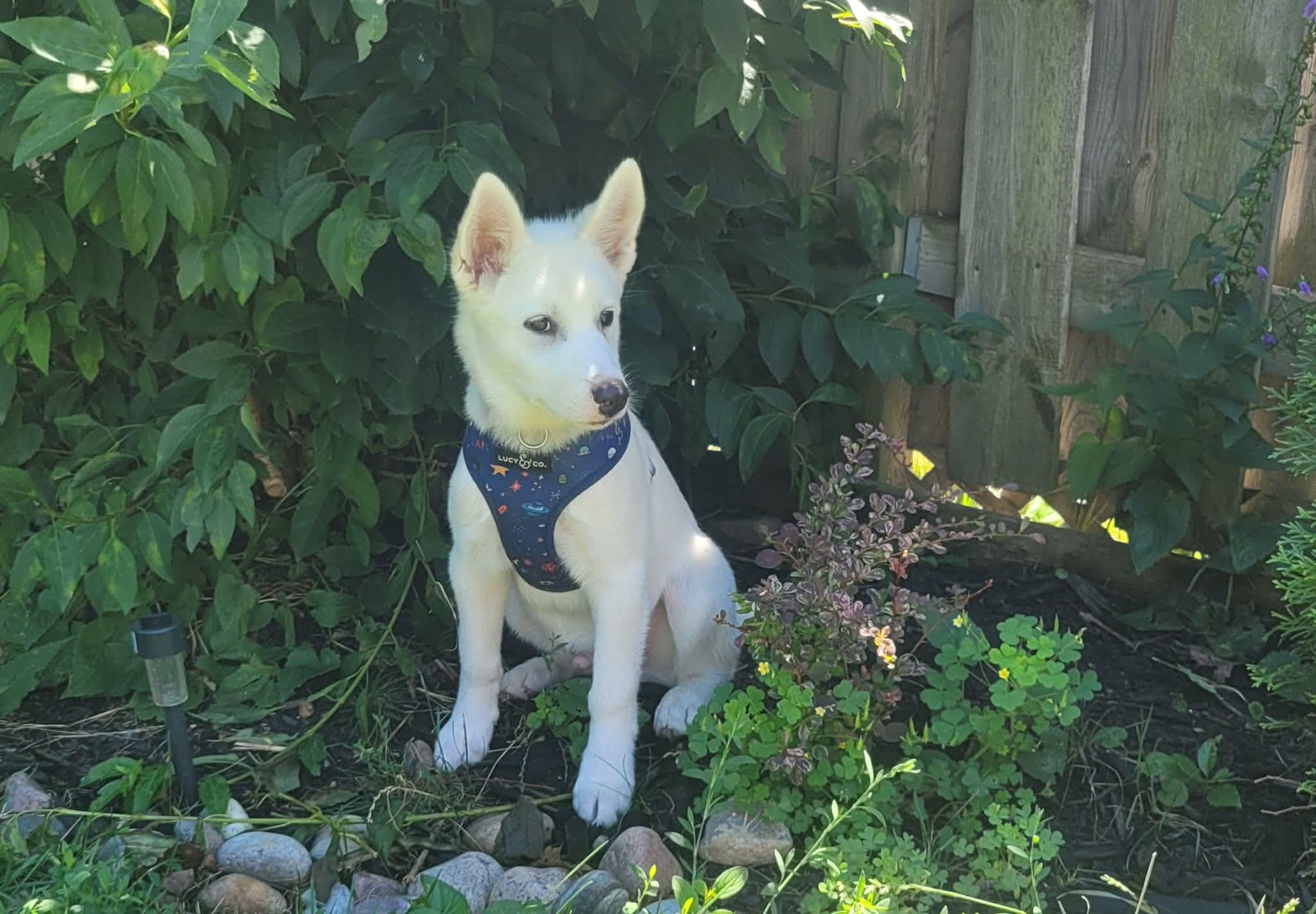 Enlarge Stewart, a ADOPTABLE mixed breed in Markham, ON image 5/6