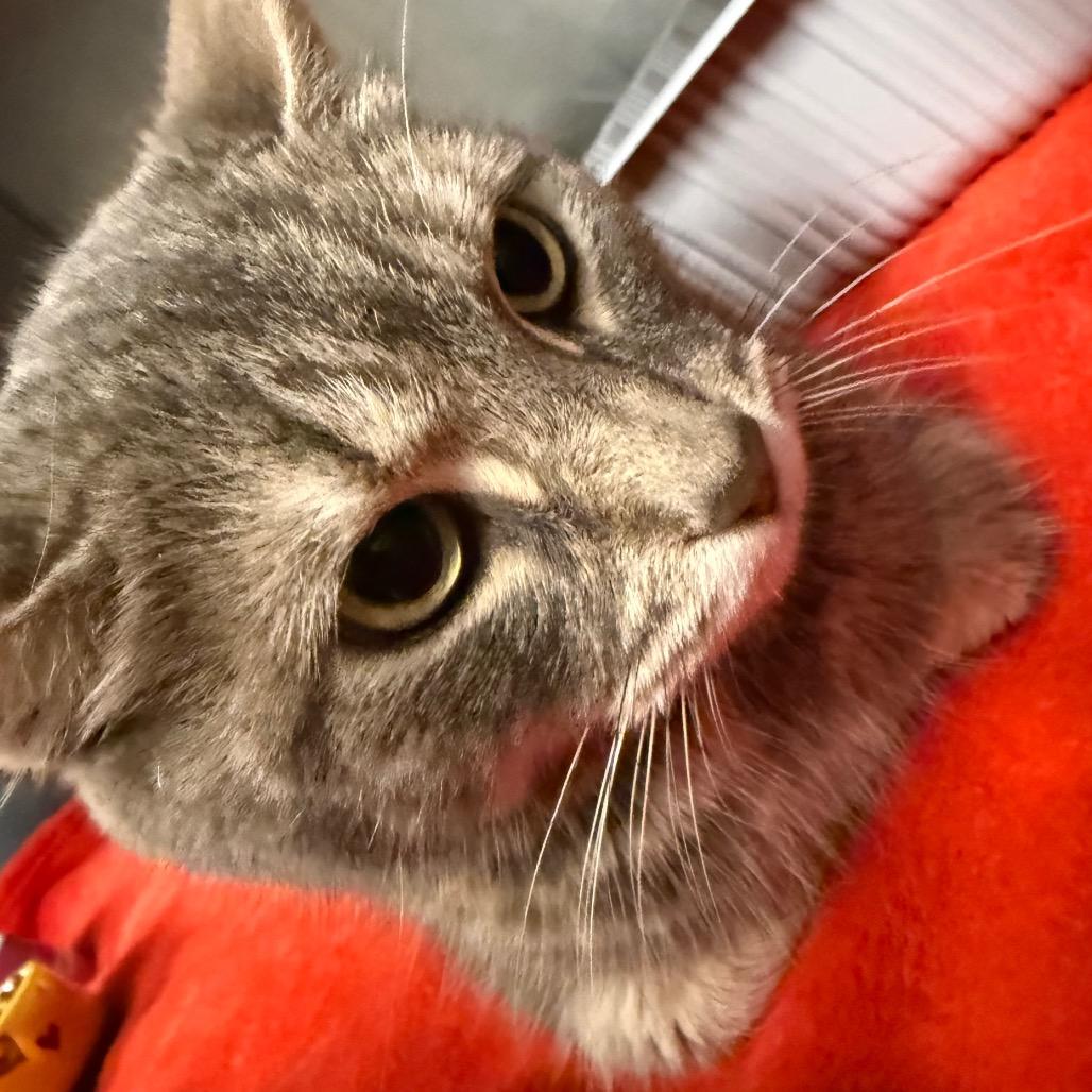 Enlarge Cali, a Adoptable Domestic Short Hair in Waldorf, MD image 1/2