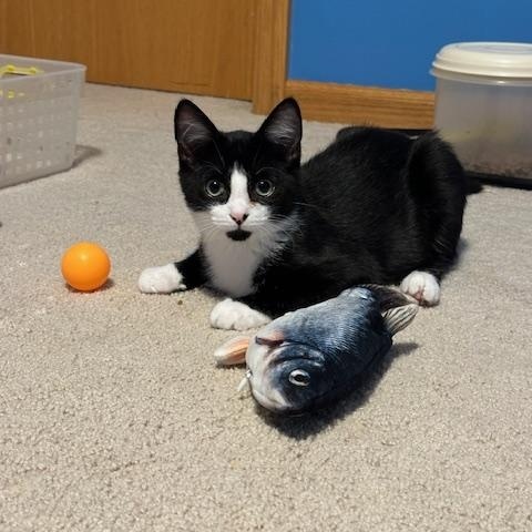 Ash, a Adoptable Domestic Short Hair in Hudsonville, MI image 1/3