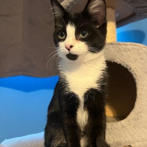 Ash, Adoptable, Kitten Male Domestic Short Hair.