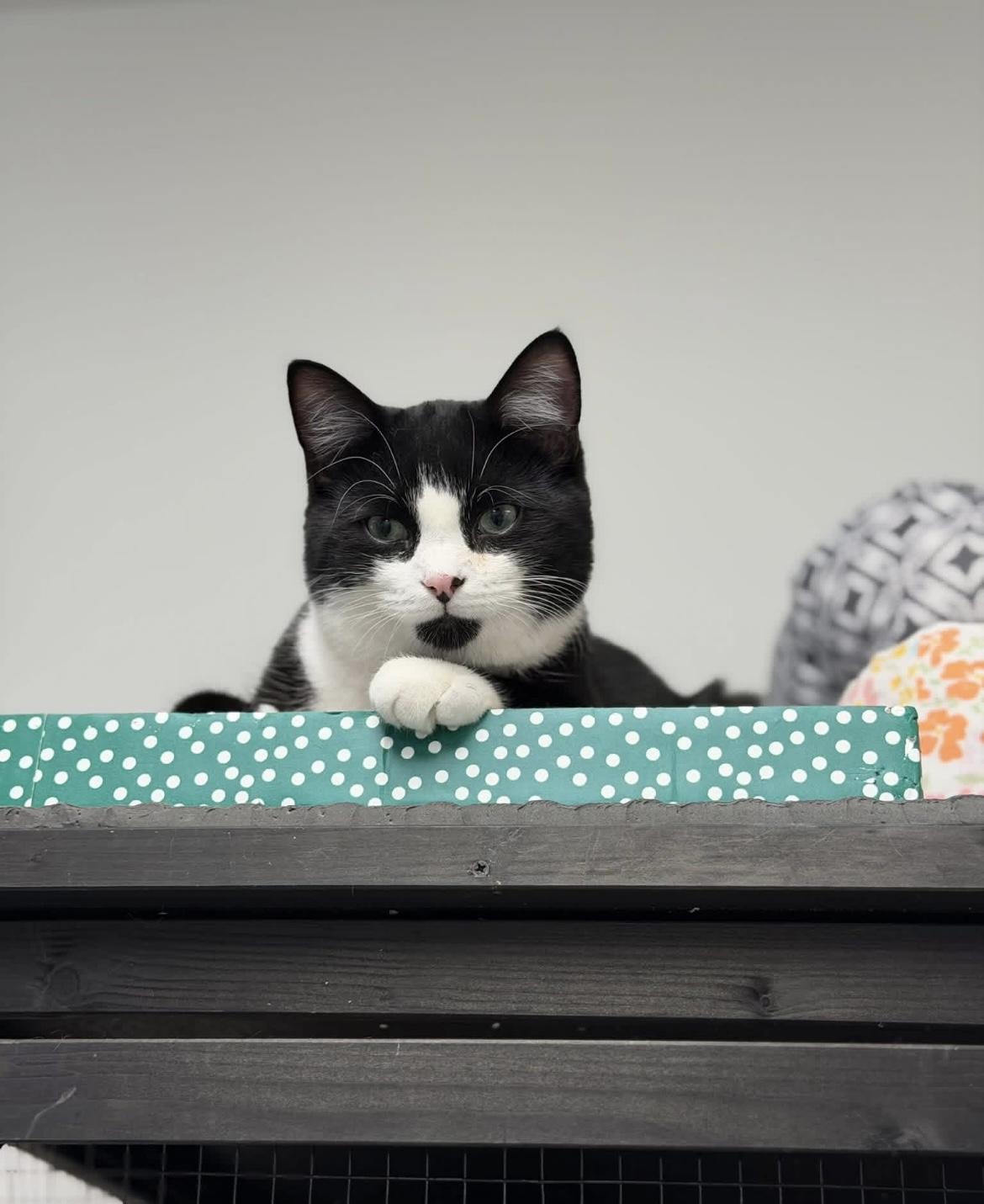 Enlarge Ash, a Adoptable Domestic Short Hair in Hudsonville, MI image 1/4