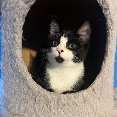 Ash, a Adoptable Domestic Short Hair in Hudsonville, MI image 3/3